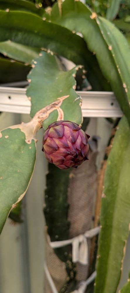 Small buds